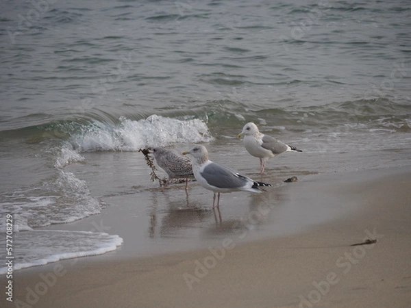 Obraz seegulls
