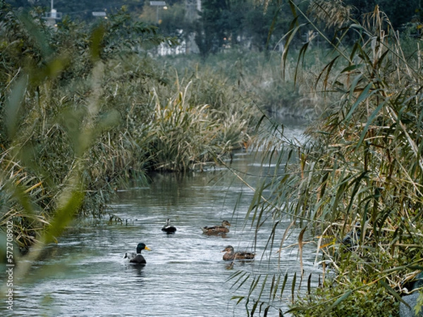 Obraz ducks on river
