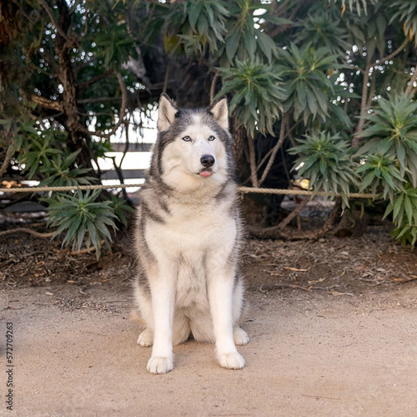 Obraz Husky in the garden 