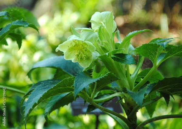 Fototapeta Close up of a green flower of the holly-leaved or Corsican hellebore (Helleborus argutifolius or corsicus or lividus subsp. corsicus, native to Corsica and Sardinia