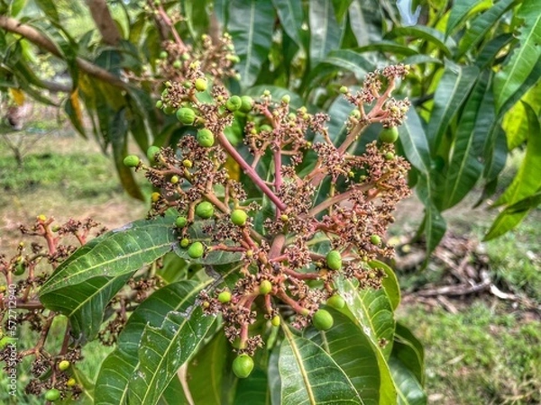 Obraz mango blossoms growing