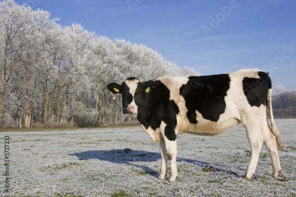 Obraz scenic winter landscape