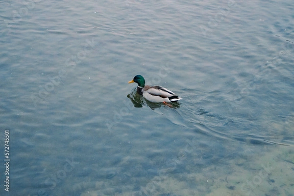 Fototapeta Duck on the water on the lake in winter
