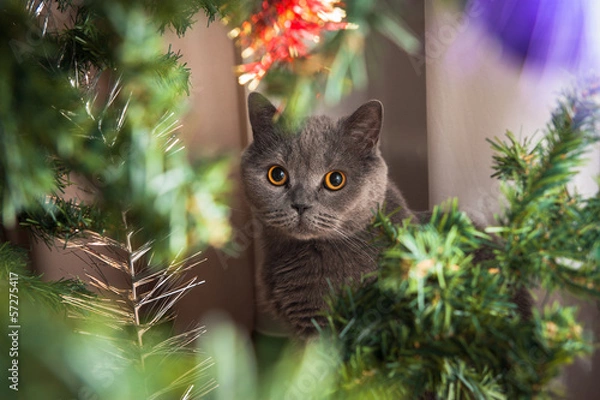 Fototapeta cristmas cat