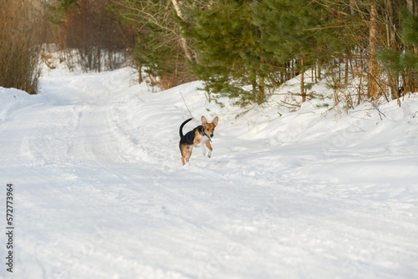 Obraz a hound dog puppy in the winter forest on a walk