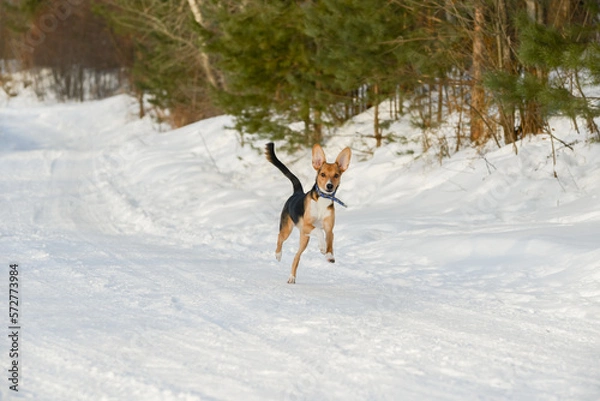 Obraz a hound dog puppy in the winter forest on a walk