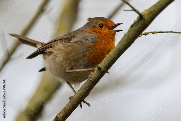 Fototapeta Robin Redbreast