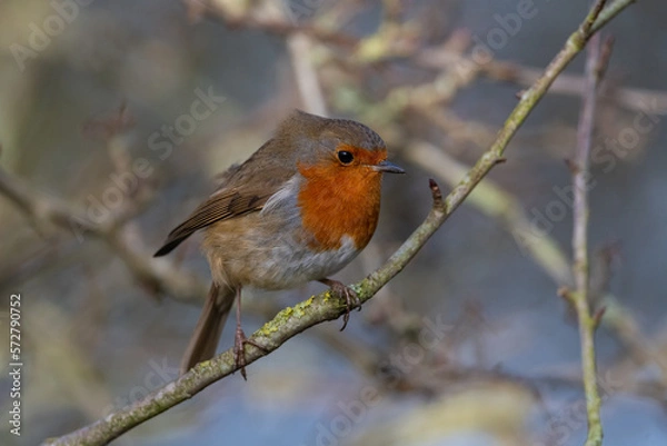 Obraz Robin Redbreast