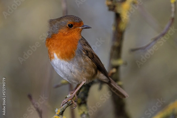 Fototapeta Robin Redbreast