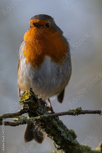 Fototapeta Robin Redbreast