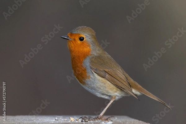 Fototapeta Robin Redbreast