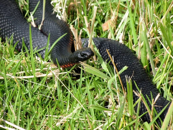 Obraz Red Bellied Black Snake native to Eastern Australia. 