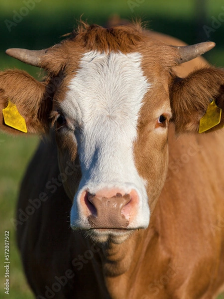 Obraz Frontal portrait of a cow in strong contrast sunlight.