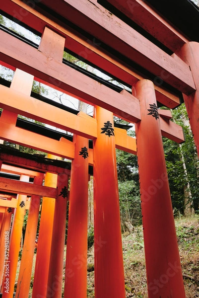 Fototapeta A shot of a path of torii gates at Fushimi Inari Shrine in Kyoto, Japan