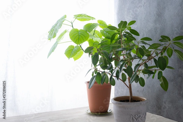 Obraz ゴムの木のある部屋　ウンベラータ