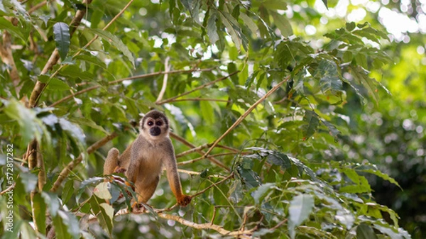 Obraz white faced spider