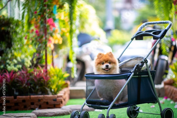 Fototapeta A small furry Pomeranian is sitting on a stroller looking at the beautifully decorated cafe-like garden.