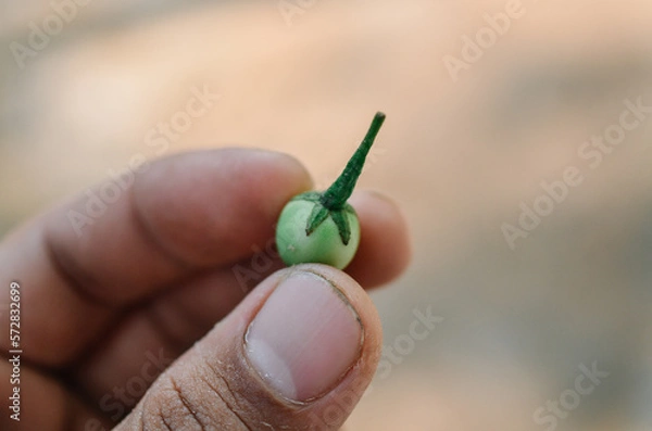 Fototapeta Thai Small Pea