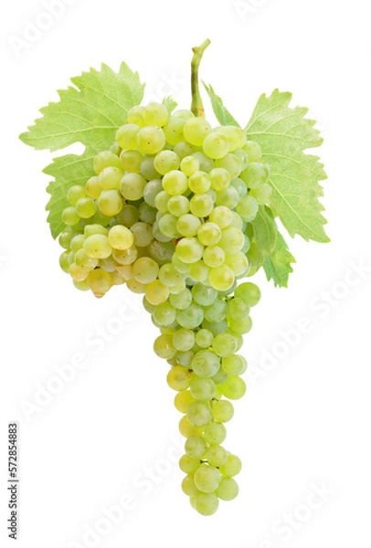Obraz Bunch of green grapes isolated