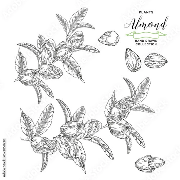Obraz Almond plant. Hand drawn almond branch with nuts. Vector botanical illustration. Black and white vitage style.