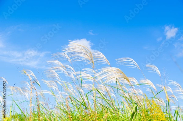 Fototapeta sky and silver grass in autumn