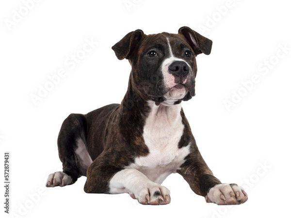 Obraz Young brindle with white American Staffordshire Terrier dog, laying down side ways, looking beside camera with focussed dark eyes. Isolated cutout on transparent background.