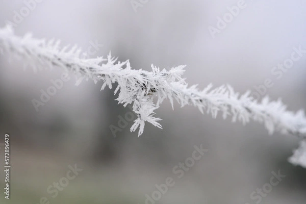 Obraz Stacheldraht mit Raurei