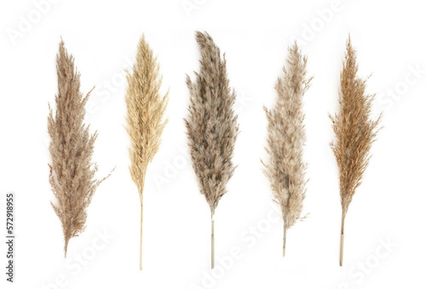Fototapeta Collage of different type of Pampas Grass isolated on white background. Copy space.