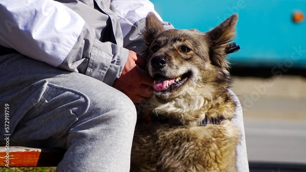 Obraz A very nice looking dog.