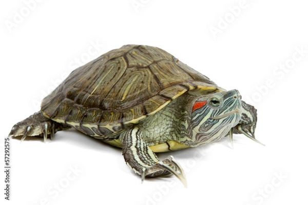 Fototapeta green turtle