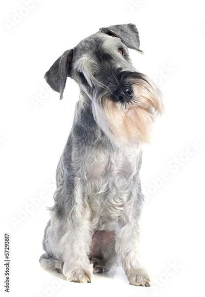 Obraz standard schnauzer