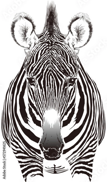 Fototapeta ZEBRA