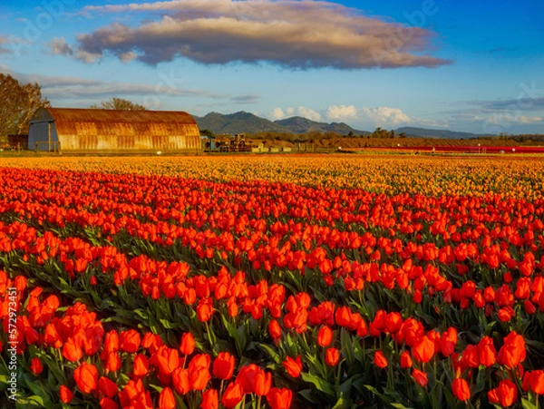 Obraz Rows of bright tulips in a field. Beautiful tulips in the spring. Variety of spring flowers blooming on fields. Skagit, Washington State, USA.