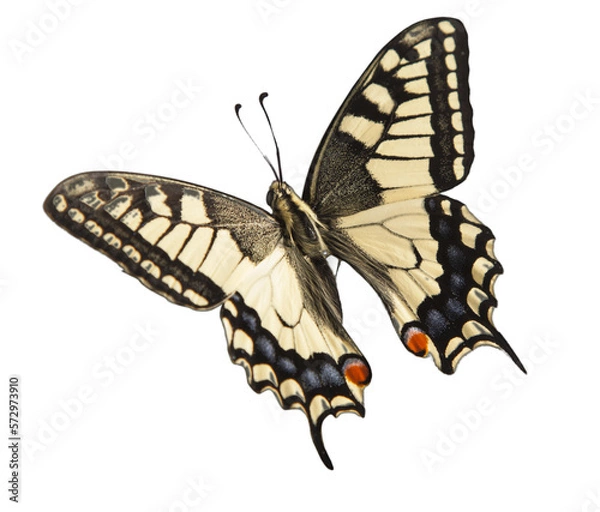 Fototapeta machaon butterfly with open wings in, top view, isolated on transperent background