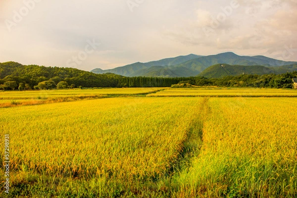 Fototapeta 秋の稲穂