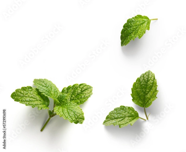 Fototapeta fresh mint leaves with real transparent shadow isolated on transparent background