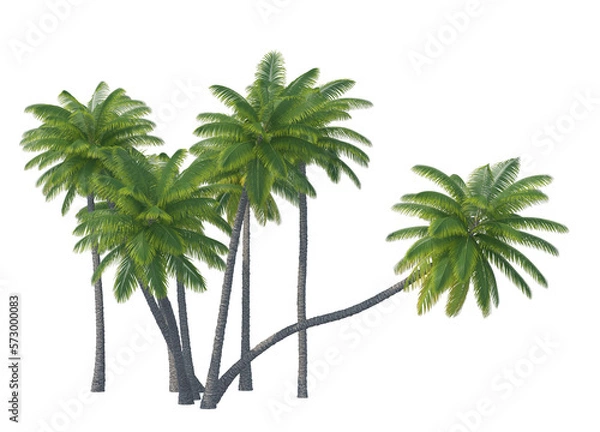 Obraz Palm tree set isolated transparent background
