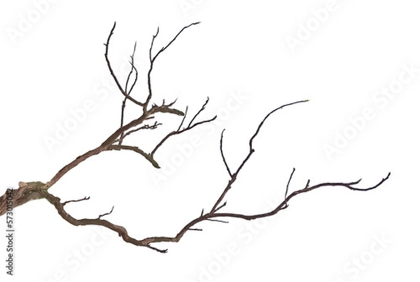 Obraz Dry branch isolated on white background
