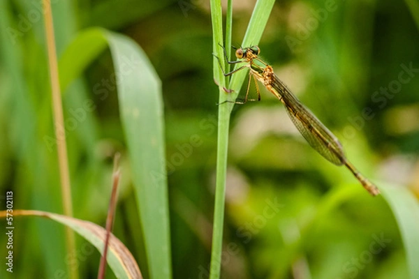 Fototapeta Green damselfly