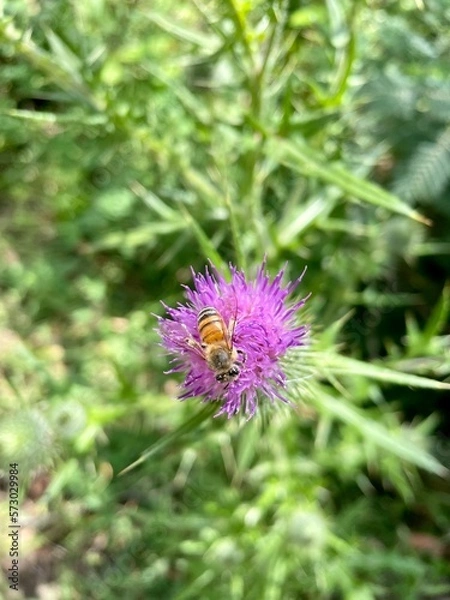 Fototapeta bee on thistle
