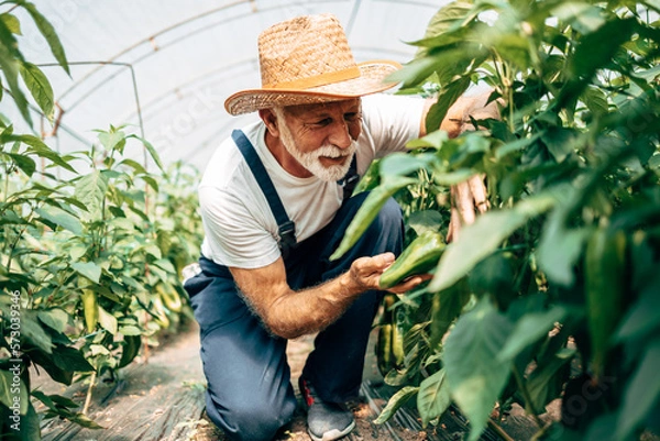 Fototapeta Happy and smiling senior man working in greenhouse.