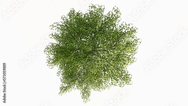 Fototapeta 3D Top view Green Trees Isolated on white background, use for visualization in graphic design.	
