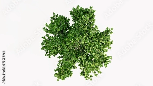 Fototapeta 3D Top view Green Trees Isolated on white background, use for visualization in graphic design.
