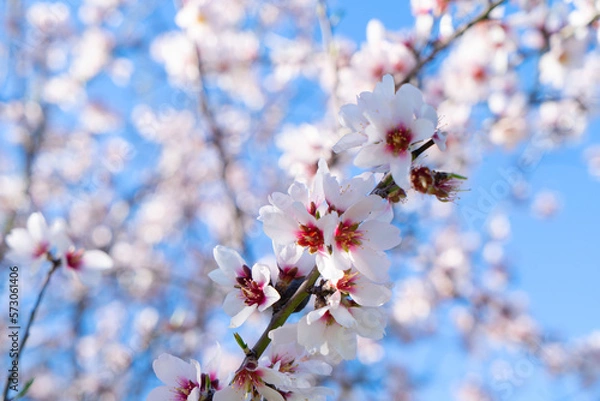 Obraz almond tree bloom
