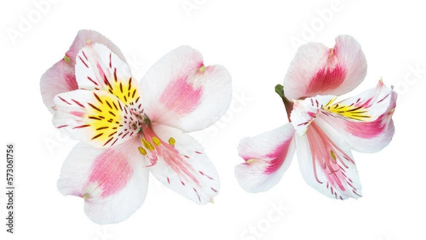 Fototapeta Alstroemeria, commonly called the Peruvian lily or lily of the Incas, native to South America cut out and isolated