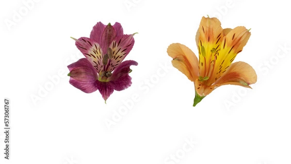 Fototapeta Alstroemeria, commonly called the Peruvian lily or lily of the Incas, native to South America cut out and isolated
