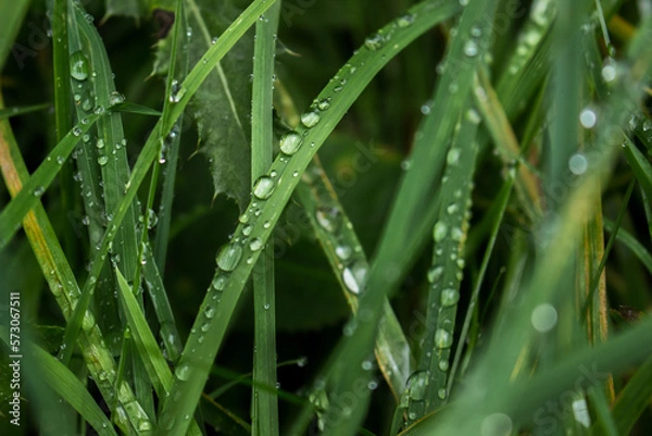 Obraz grass with dew drops