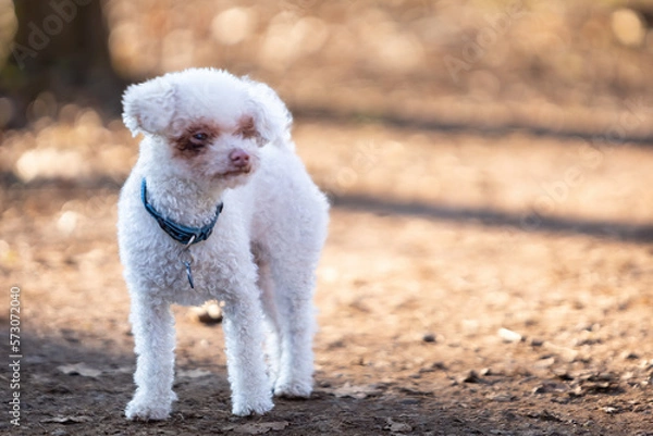 Obraz Kleiner Malteser