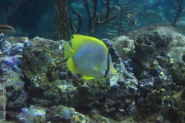 Obraz coral reef and fish