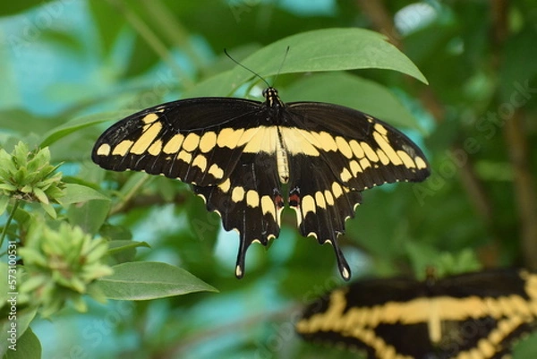 Obraz butterfly on leaf
